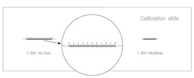 MAGUS CS3 Calibration Slide