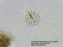 Bresser Trino Researcher Microscoop 40x-1000x