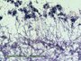 BRESSER Microscoop preparaten 50 stuks - Biologie