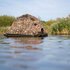 Buteo Photo Gear Camouflage Drijftent Floating Hide Grebe