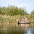 Buteo Photo Gear Camouflage Drijftent Floating Hide Grebe