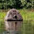 Buteo Photo Gear Camouflage Drijftent Floating Hide Grebe