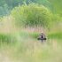 Buteo Photo Gear Camouflage Drijftent Floating Hide Grebe