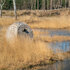 Stealth Gear Extreme Camouflagetent Riet Plus