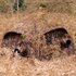 Buteo Photo Gear Aquila Mark III Camouflage Schuiltent Bruin