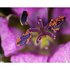 BRESSER DST-0745 zoomoptiek voor digitale microscoop- en ultra-macro-opnamen