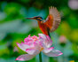 Foto opgenomen met de Levenhuk Kelvin MAK-fototelescoop