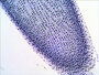 Levenhuk N20 NG Microscoop-preparaten Biologie 20 stuks. Biologie en Fysiologie.