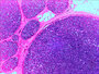 Levenhuk N20 NG Microscoop-preparaten Biologie 20 stuks. Biologie en Fysiologie.