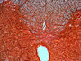 Levenhuk N20 NG Microscoop-preparaten Biologie 20 stuks. Biologie en Fysiologie.