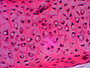 Levenhuk N20 NG Microscoop-preparaten Biologie 20 stuks. Biologie en Fysiologie.
