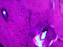 Levenhuk N20 NG Microscoop-preparaten Biologie 20 stuks. Biologie en Fysiologie.